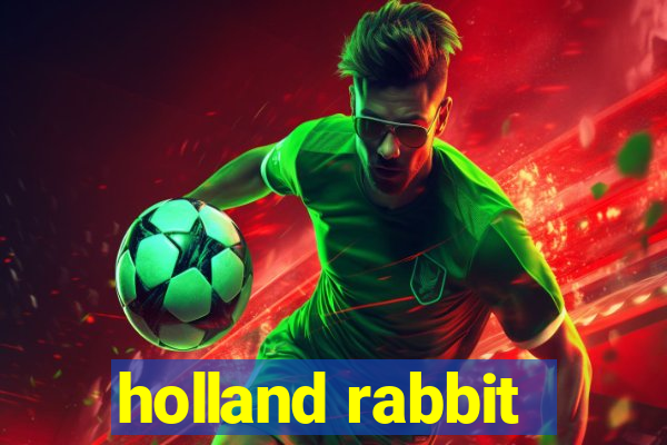 holland rabbit