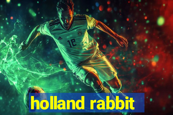 holland rabbit