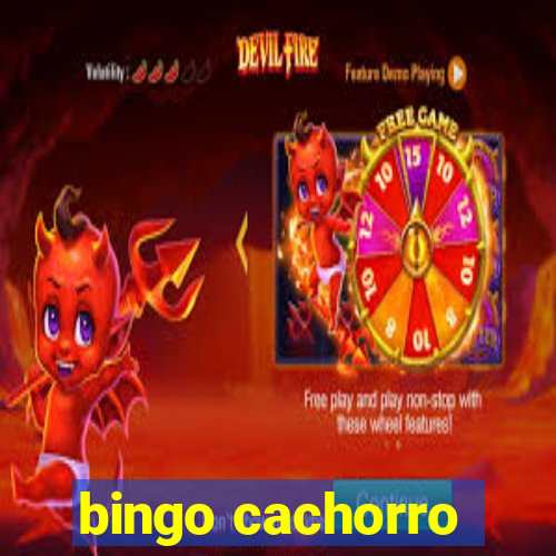 bingo cachorro