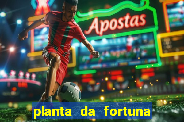 planta da fortuna e felicidade