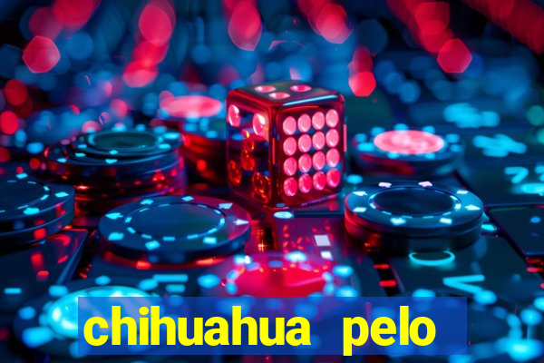 chihuahua pelo longo pre莽o