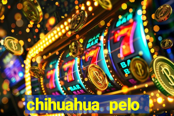 chihuahua pelo longo pre莽o