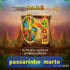 passarinho morto significado espiritual