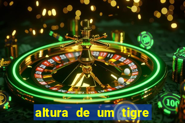 altura de um tigre em pé