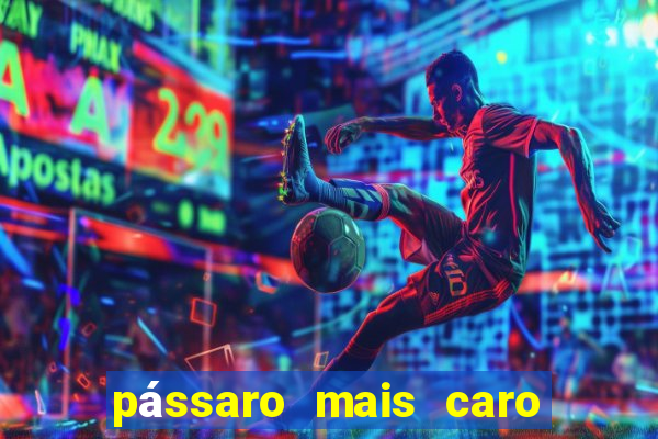 pássaro mais caro do mundo