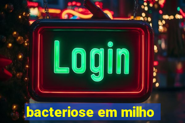 bacteriose em milho