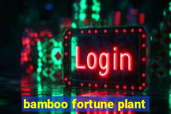 bamboo fortune plant