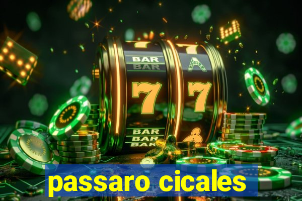 passaro cicales